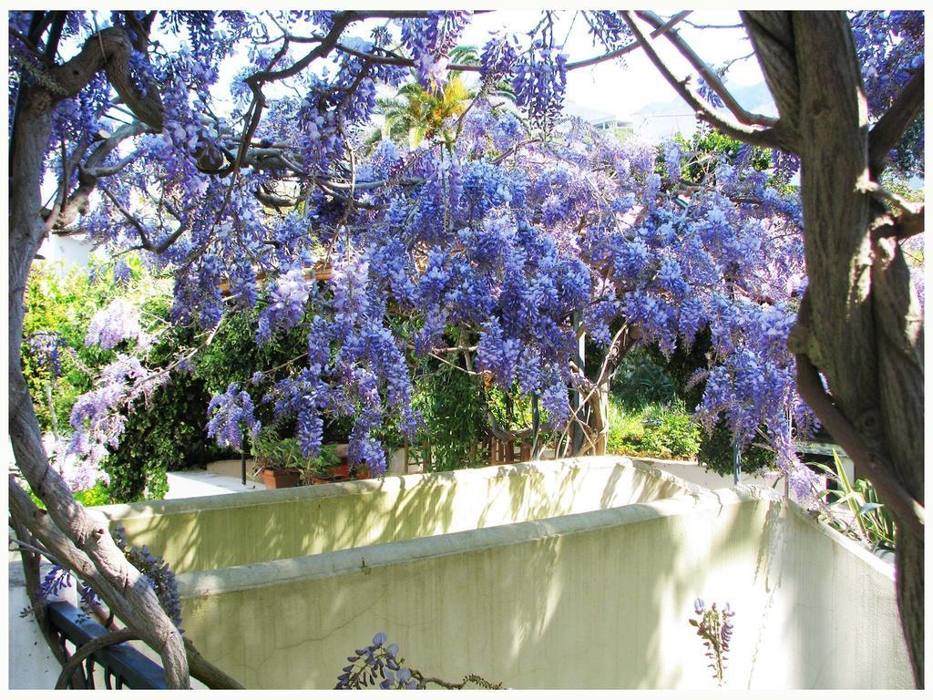 B&B La Salamandra Kitchengarden Forio di Ischia Exteriör bild