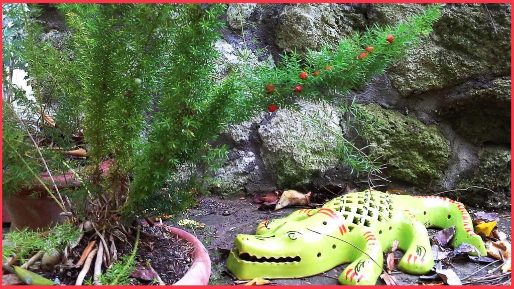 B&B La Salamandra Kitchengarden Forio di Ischia Exteriör bild